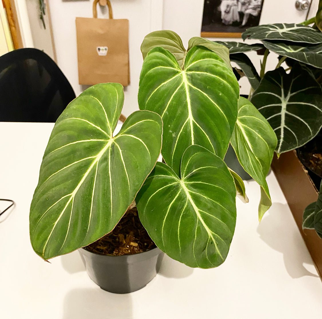 Philodendron gloriosum “Dark Form” - The Plant Lady SF