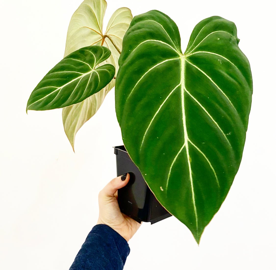 Philodendron gloriosum “Dark Form” - The Plant Lady SF