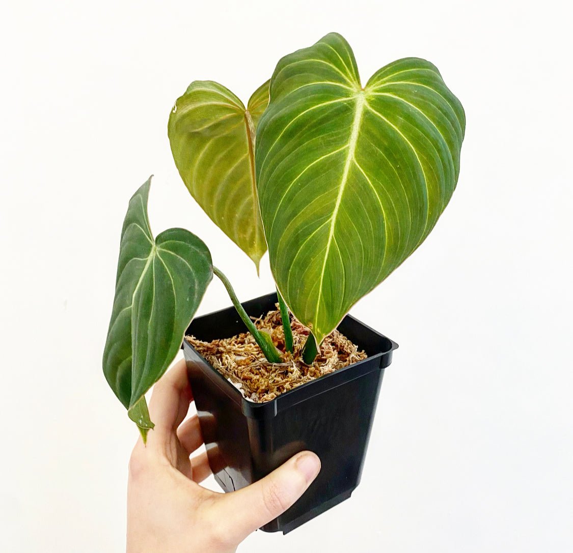 Philodendron "Glorious" (Melanochrysum X Gloriosum) - The Plant Lady SF