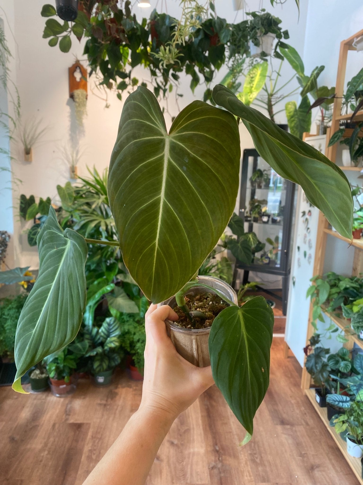 philodendron gloriosum x melanochrysum Philodendron "Glorious" (Melanochrysum X Gloriosum)