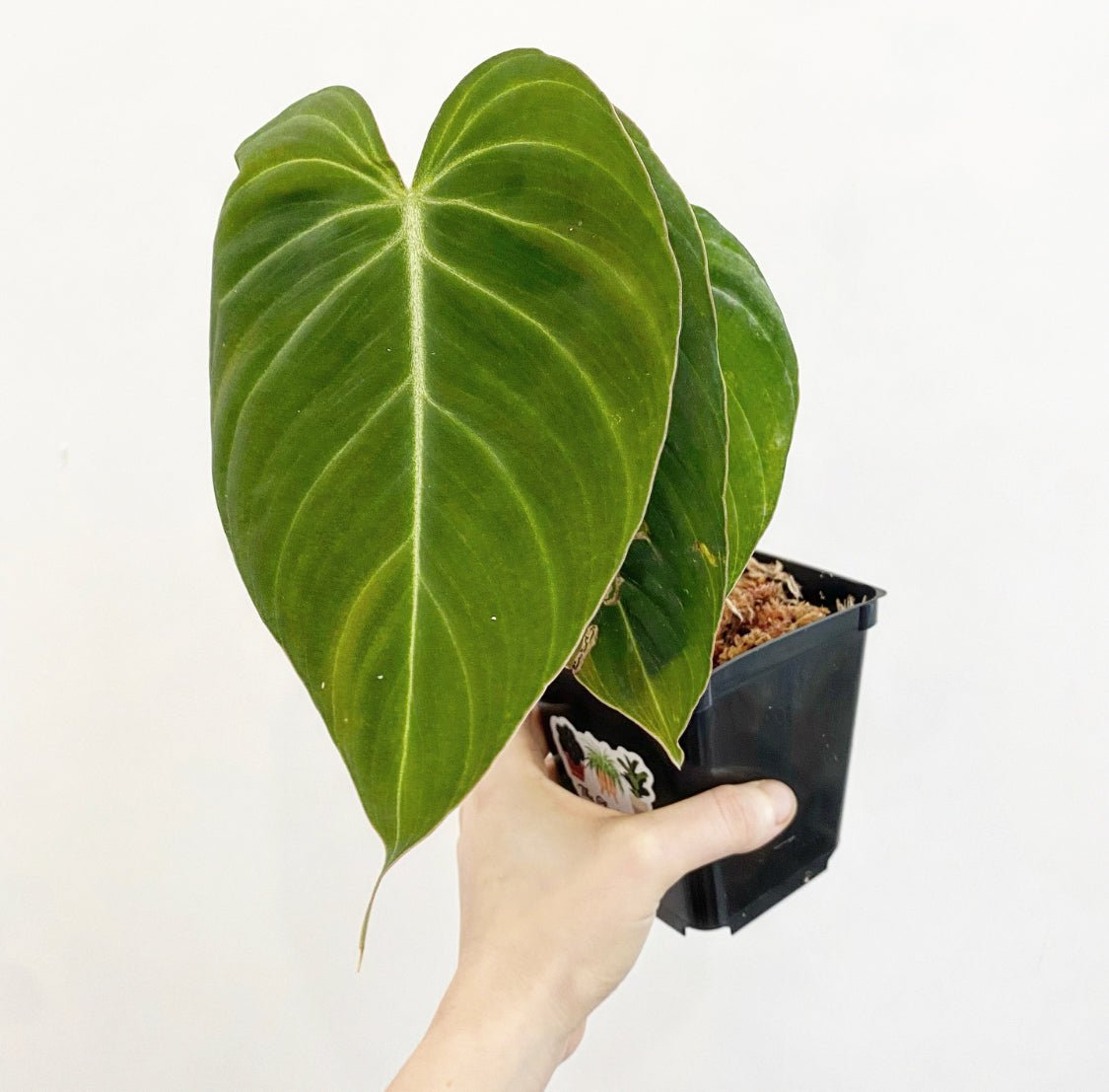 philodendron glorious mature Philodendron "Glorious" (Melanochrysum X Gloriosum)