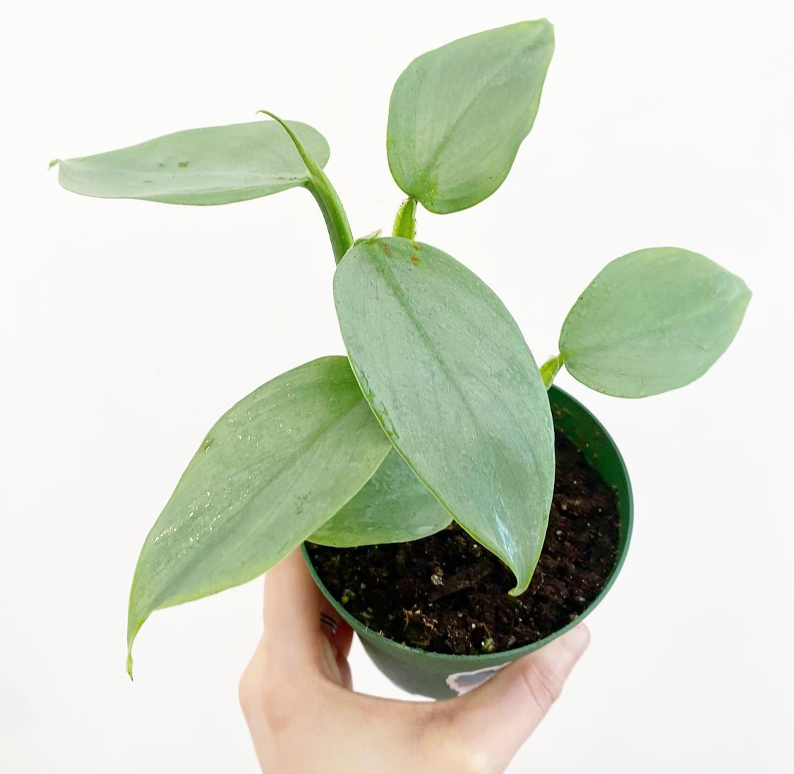 Philodendron hastatum 'Silver Sword' (narrow leaf) - The Plant Lady SF