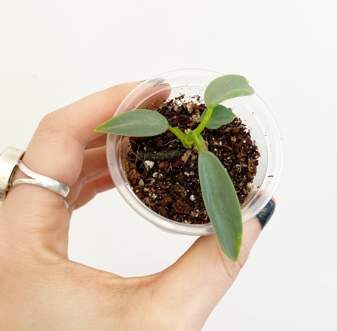 Philodendron hastatum 'Silver Sword' (narrow leaf) - The Plant Lady SF