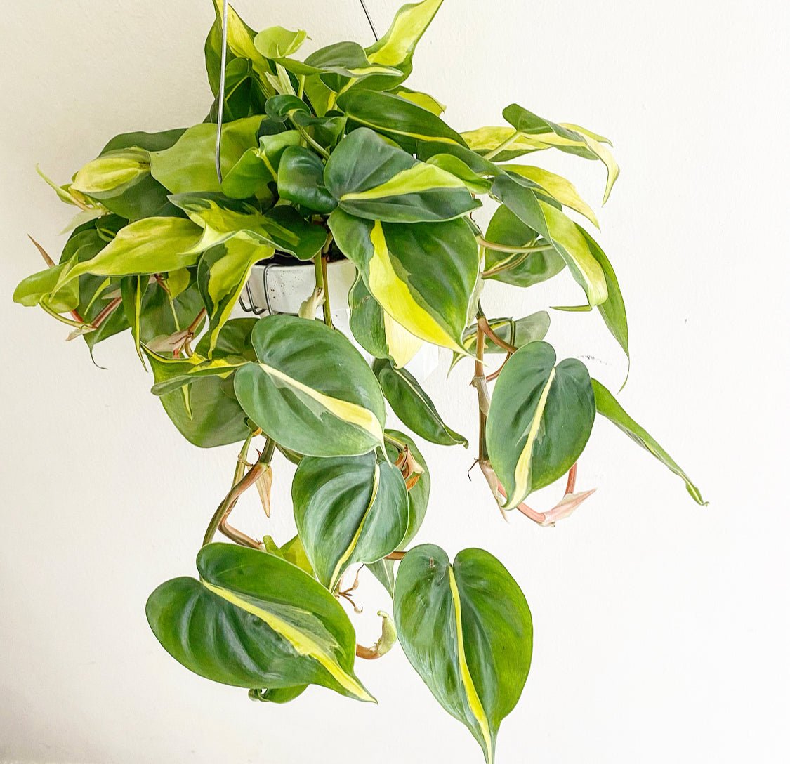 Philodendron hederaceum 'Brasil' - The Plant Lady SF