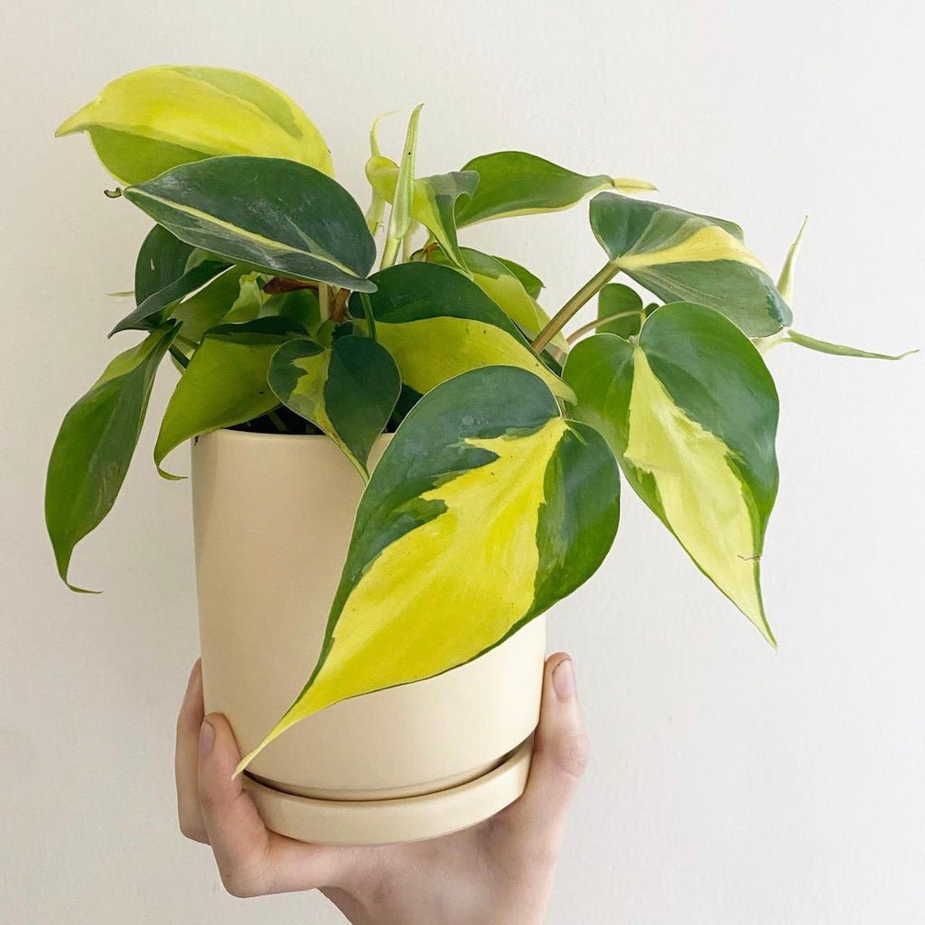 philodendron hederaceum var. oxycardium 'brasil' Philodendron hederaceum 'Brasil' – The Plant Lady SF