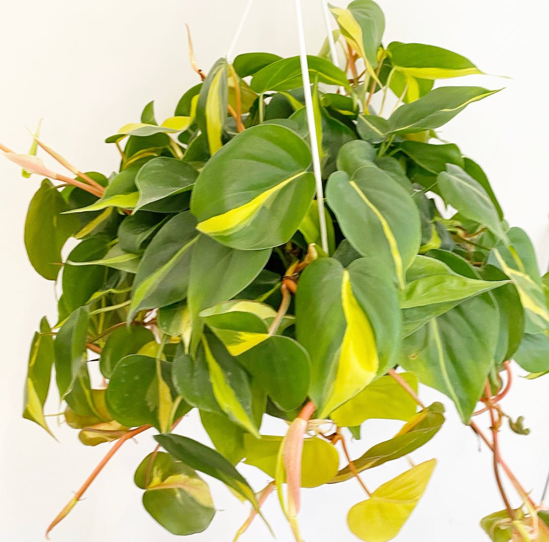Philodendron hederaceum 'Brasil' - The Plant Lady SF
