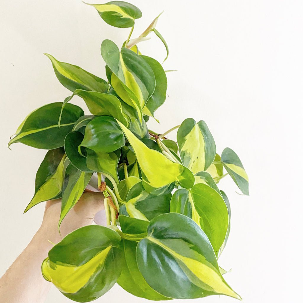 philodendron hederaceum brazil Philodendron hederaceum 'Brasil'