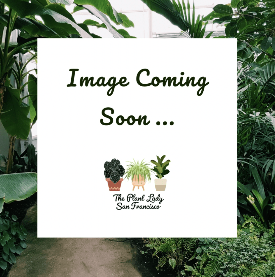 Philodendron hederaceum (Heartleaf Philodendron) - The Plant Lady SF