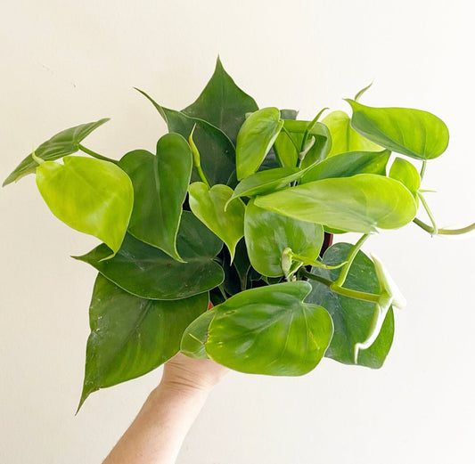 Philodendron hederaceum (Heartleaf Philodendron) - The Plant Lady SF