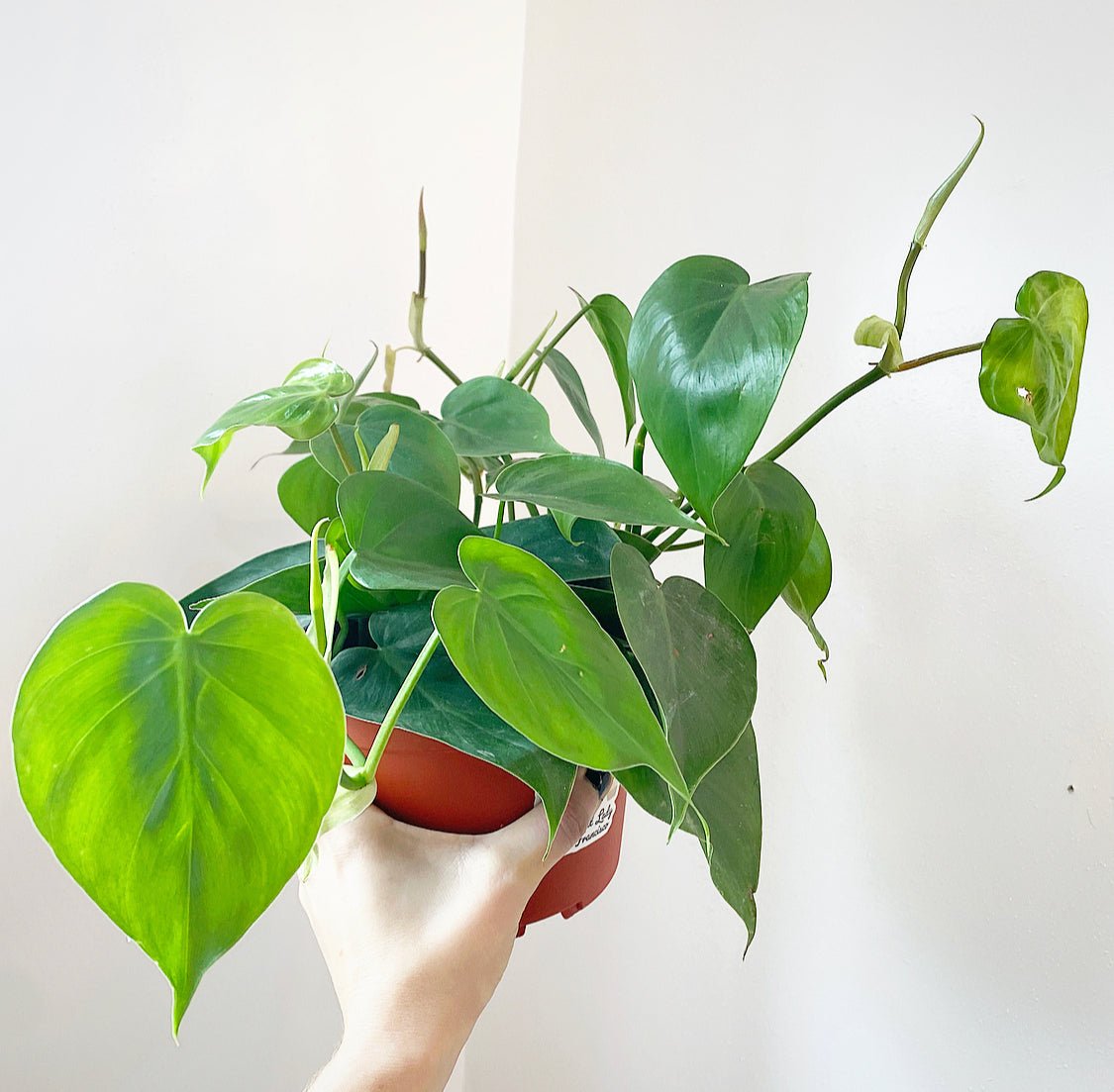 Philodendron hederaceum (Heartleaf Philodendron) - The Plant Lady SF