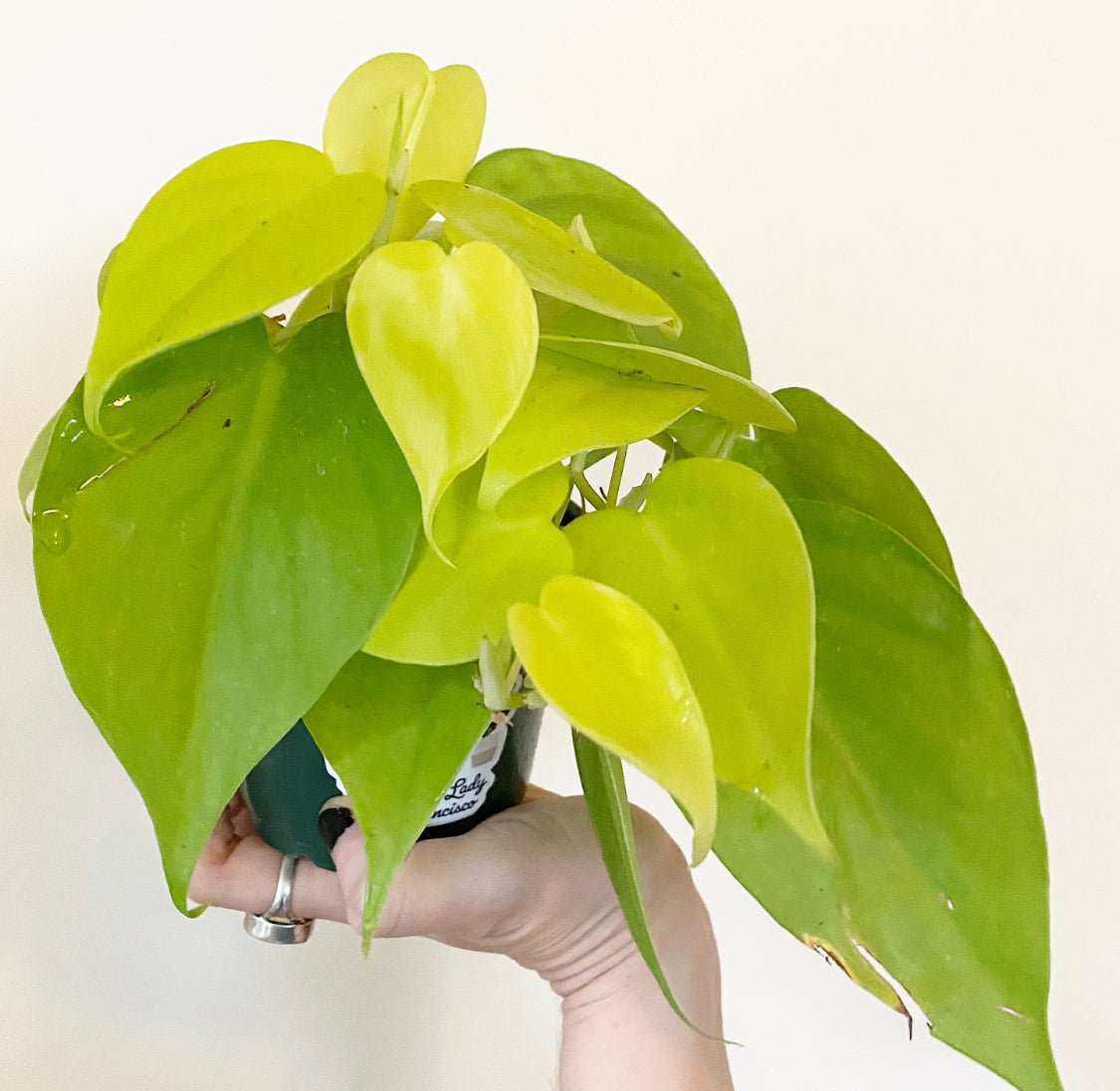 Philodendron hederaceum 'Lemon Lime' AKA “Neon Philodendron” - The Plant Lady SF