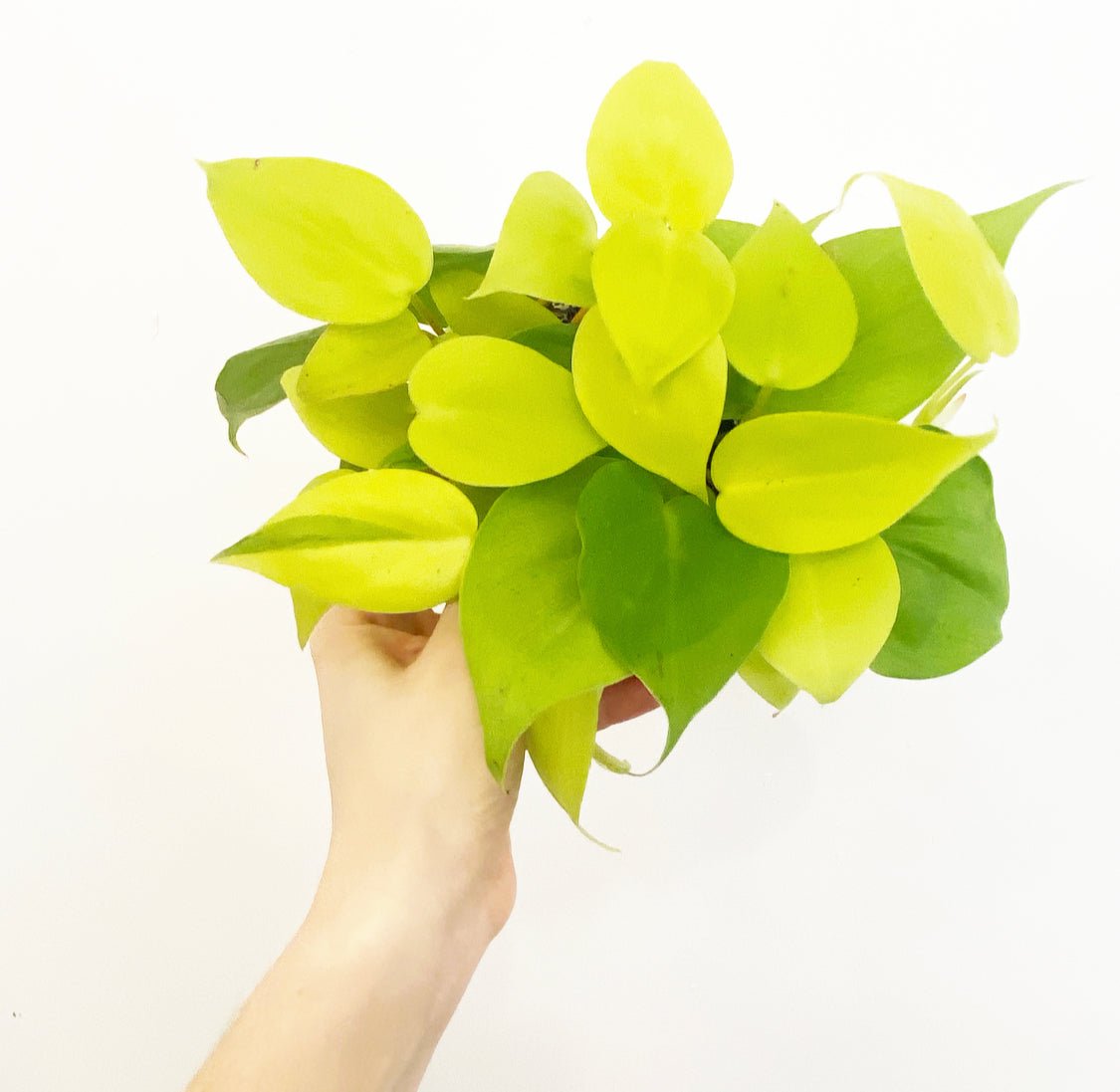 Philodendron hederaceum 'Lemon Lime' AKA “Neon Philodendron” - The Plant Lady SF