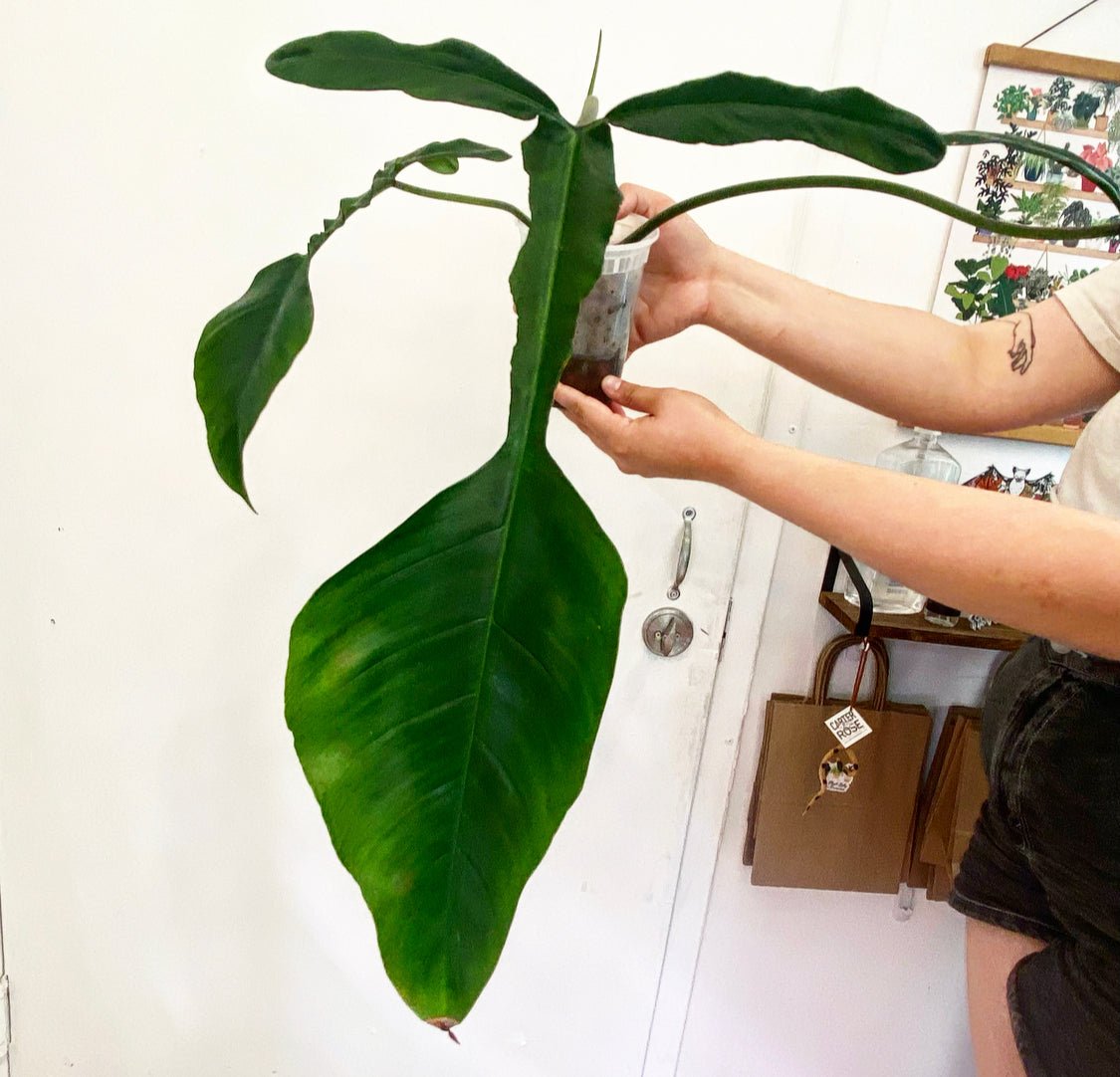 philodendron pronunciation Philodendron joepii – The Plant Lady SF