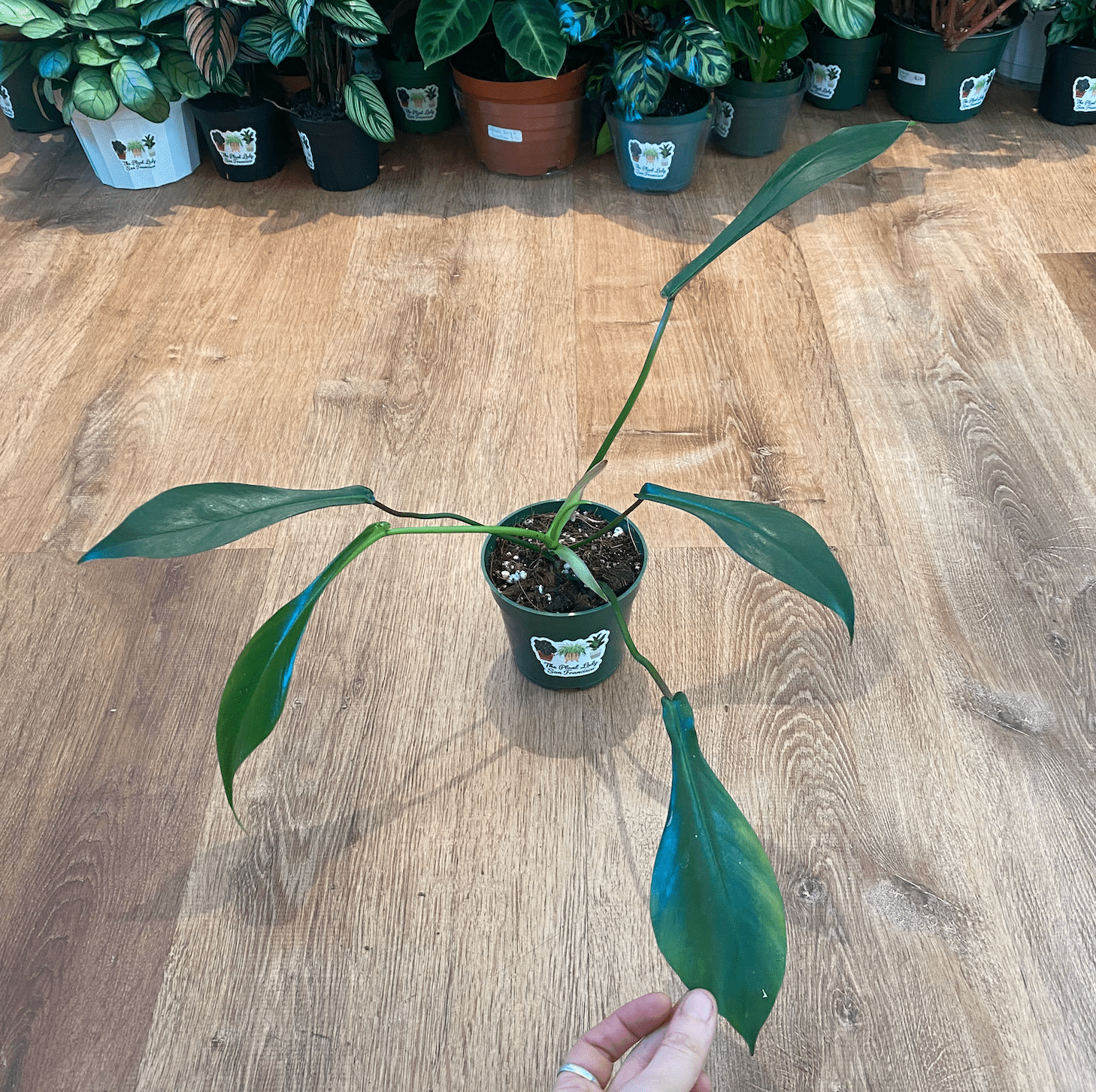 philodendron joepii mature Philodendron joepii