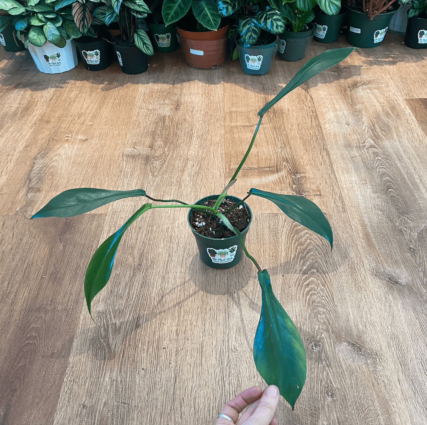 Philodendron joepii - The Plant Lady SF