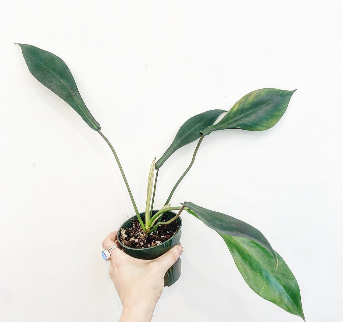 Philodendron joepii - The Plant Lady SF