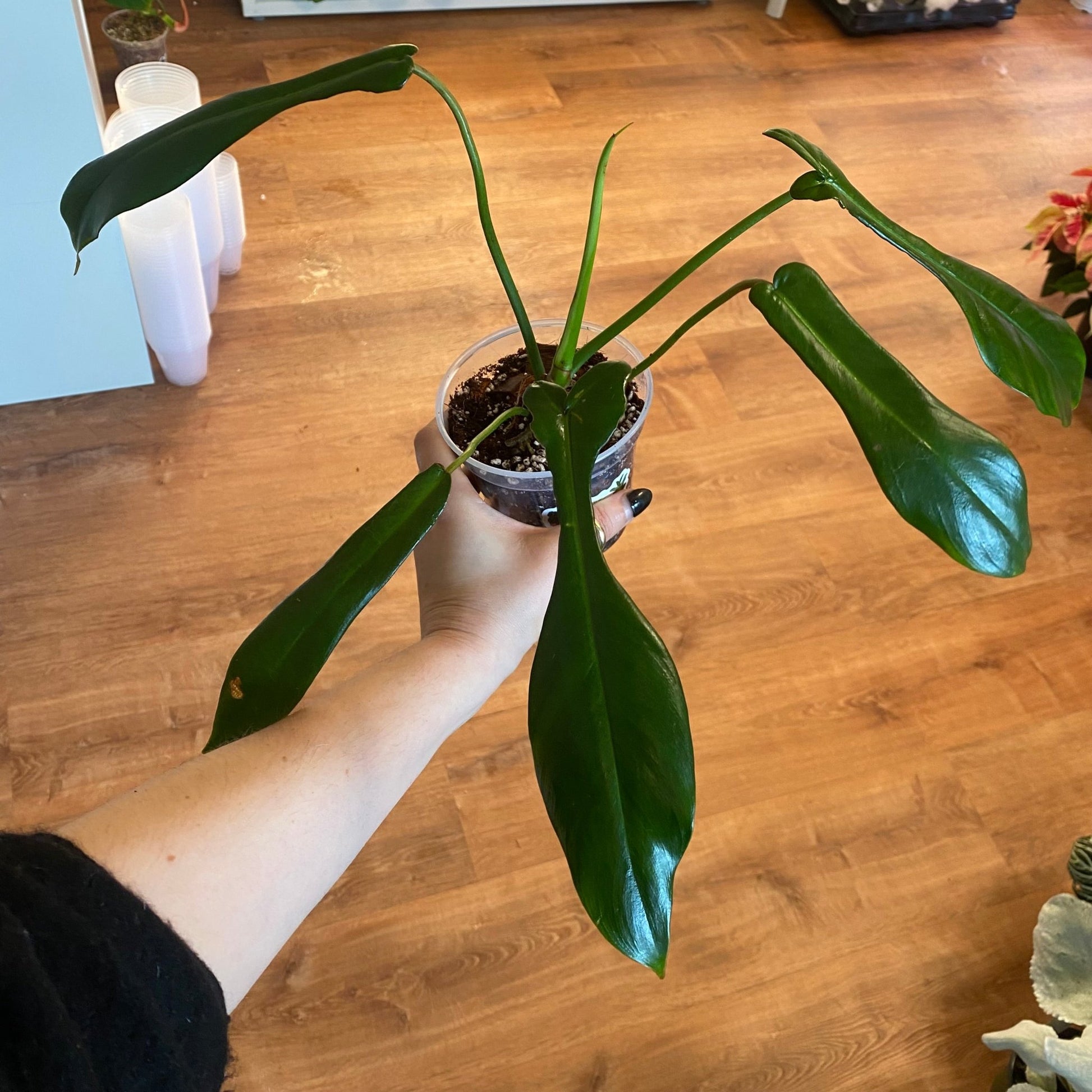 philodendron joepii price Philodendron joepii – The Plant Lady SF