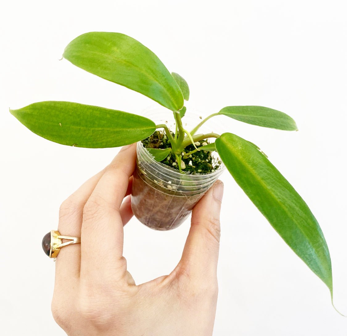 Philodendron joepii – The Plant Lady SF