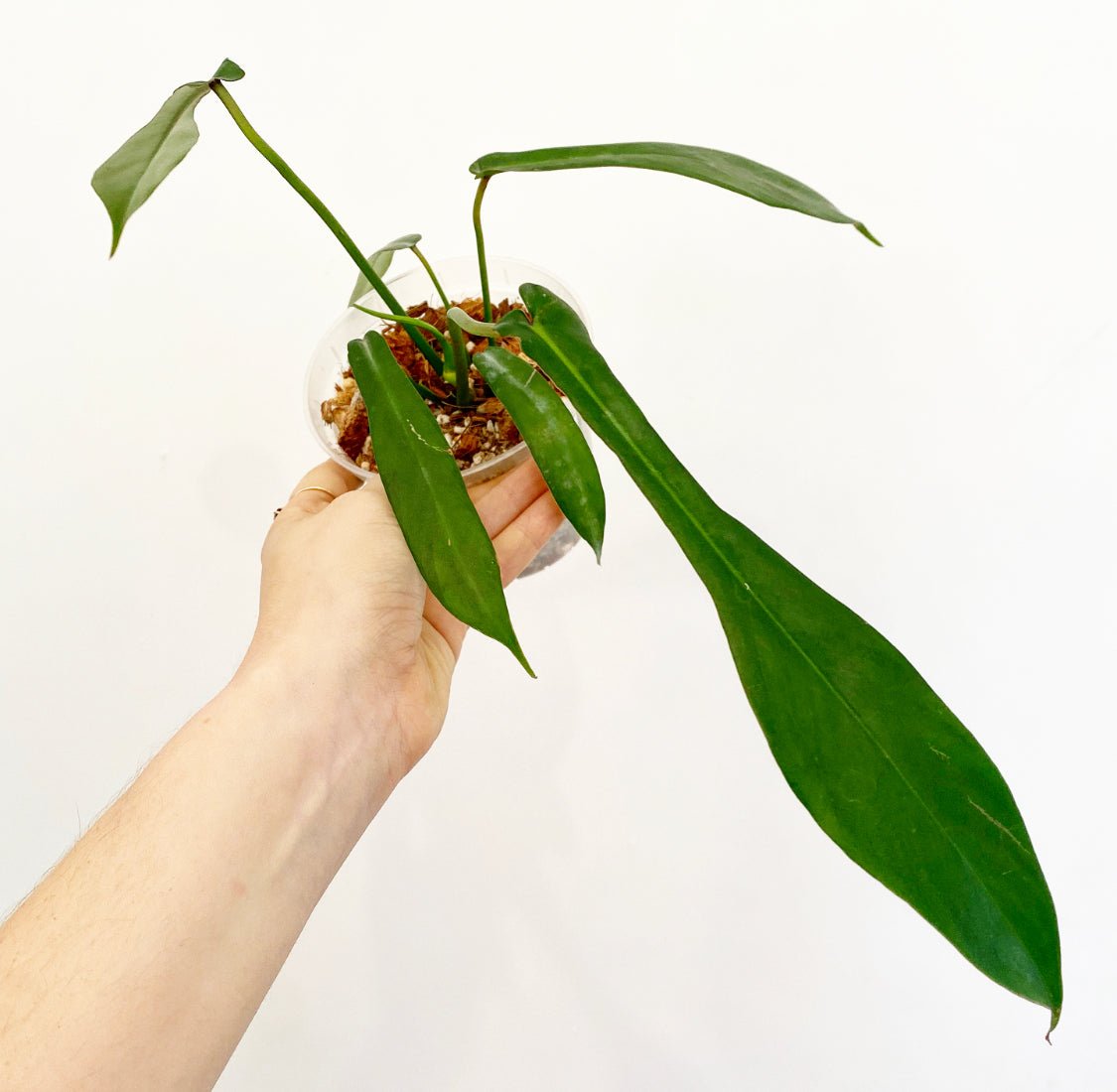 Philodendron joepii - The Plant Lady SF