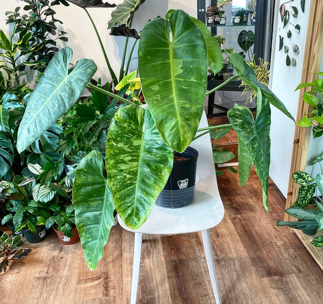 Philodendron 'Jose Buono' – The Plant Lady SF