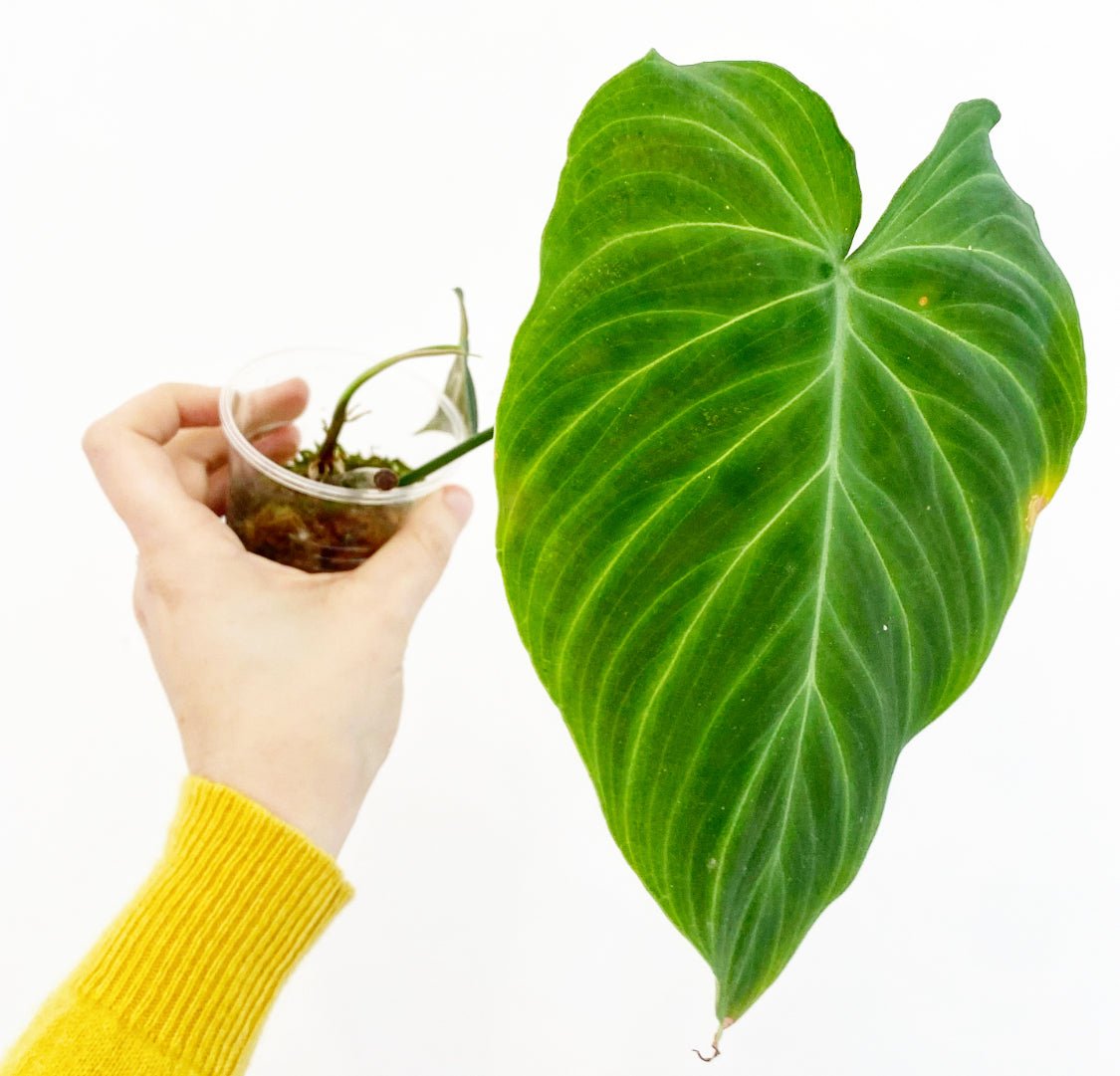 Philodendron melanochrysum x verrucosum "Splendid" - The Plant Lady SF