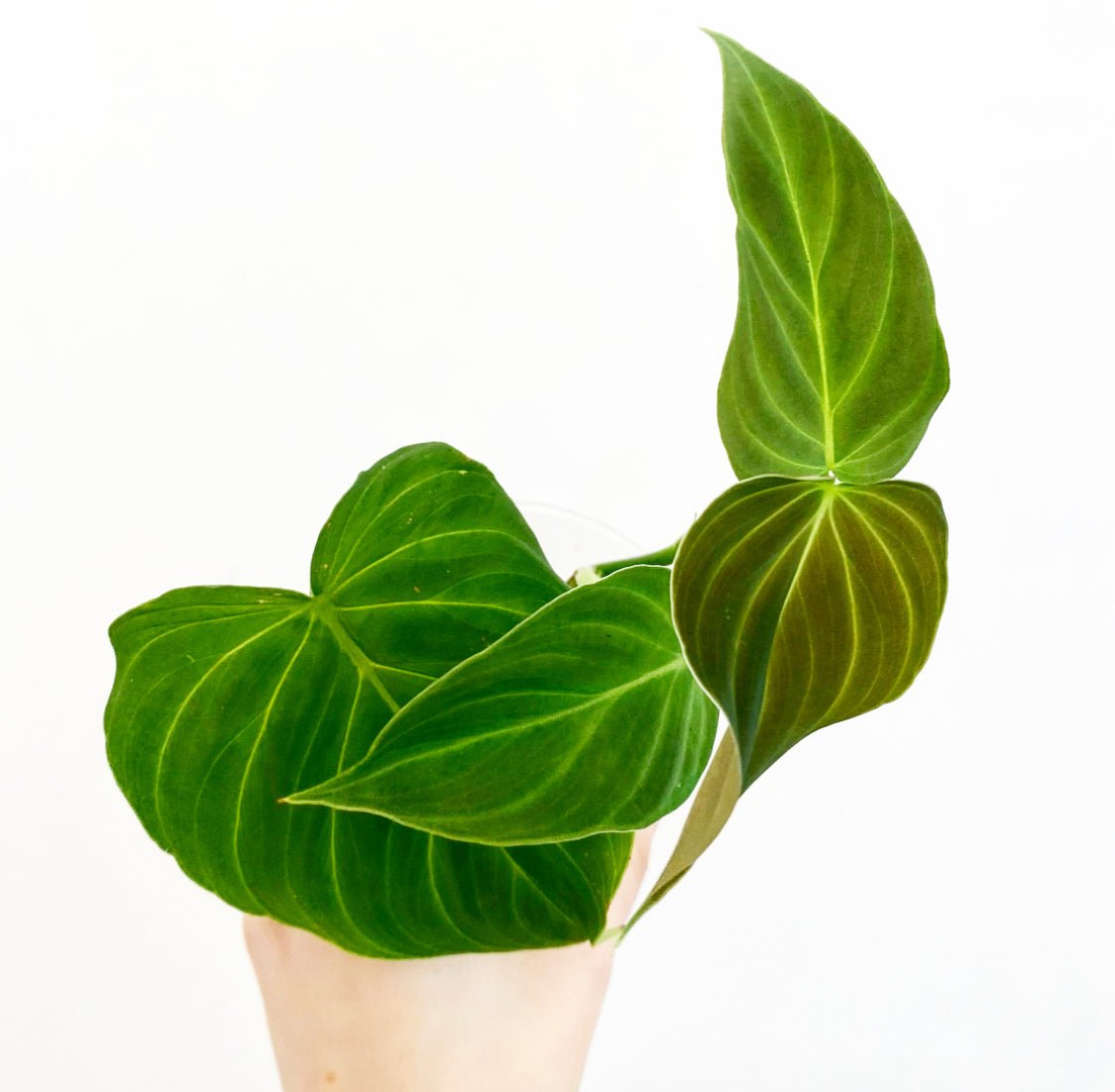 Philodendron melanochrysum x verrucosum "Splendid" - The Plant Lady SF