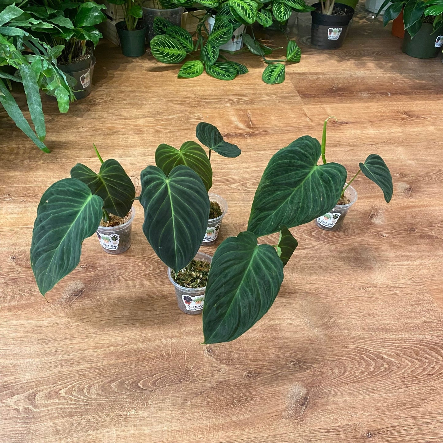 philodendron verrucosum hybrid Philodendron melanochrysum x verrucosum "Splendid" – The Plant Lady SF