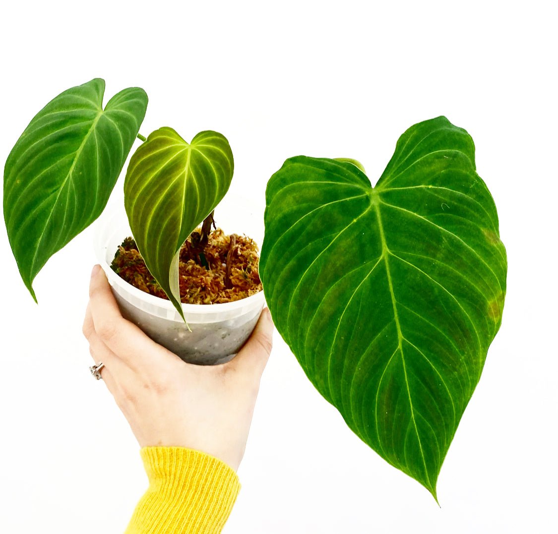 philodendron melano x verru Philodendron melanochrysum x verrucosum "Splendid"
