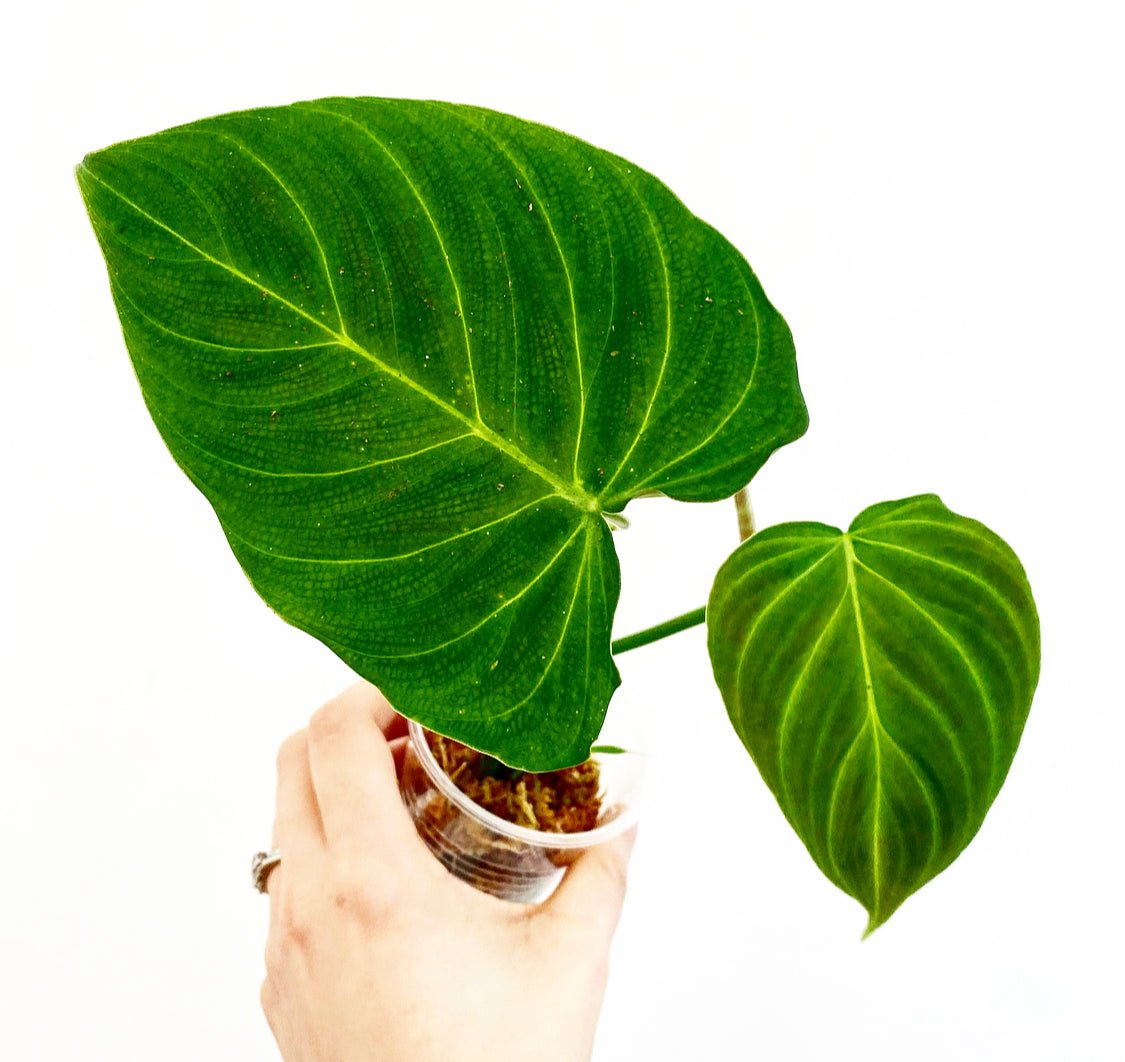 philodendron melanochrysum x sodiroi Philodendron melanochrysum x verrucosum "Splendid"