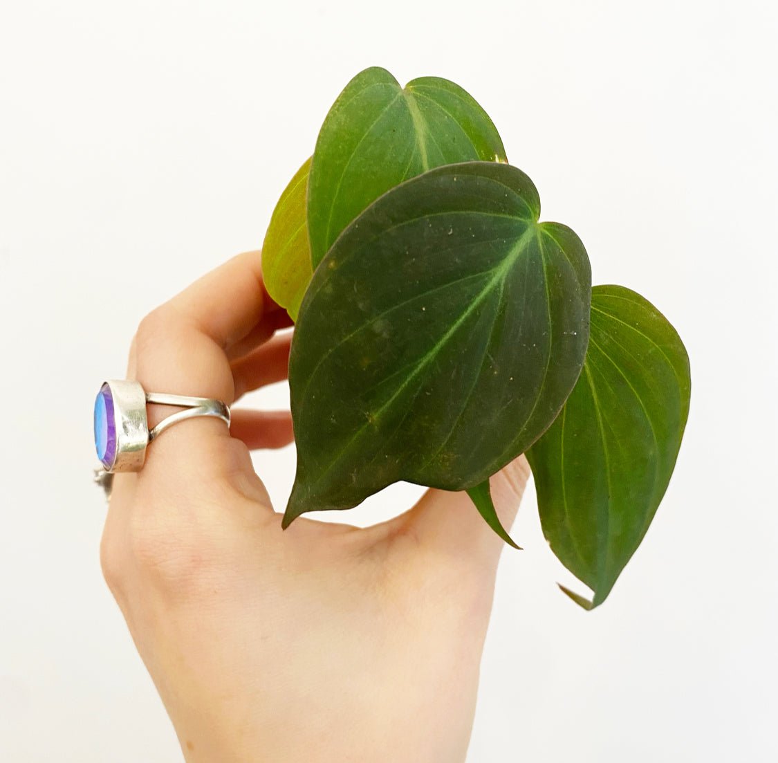 Philodendron 'Micans' - The Plant Lady SF