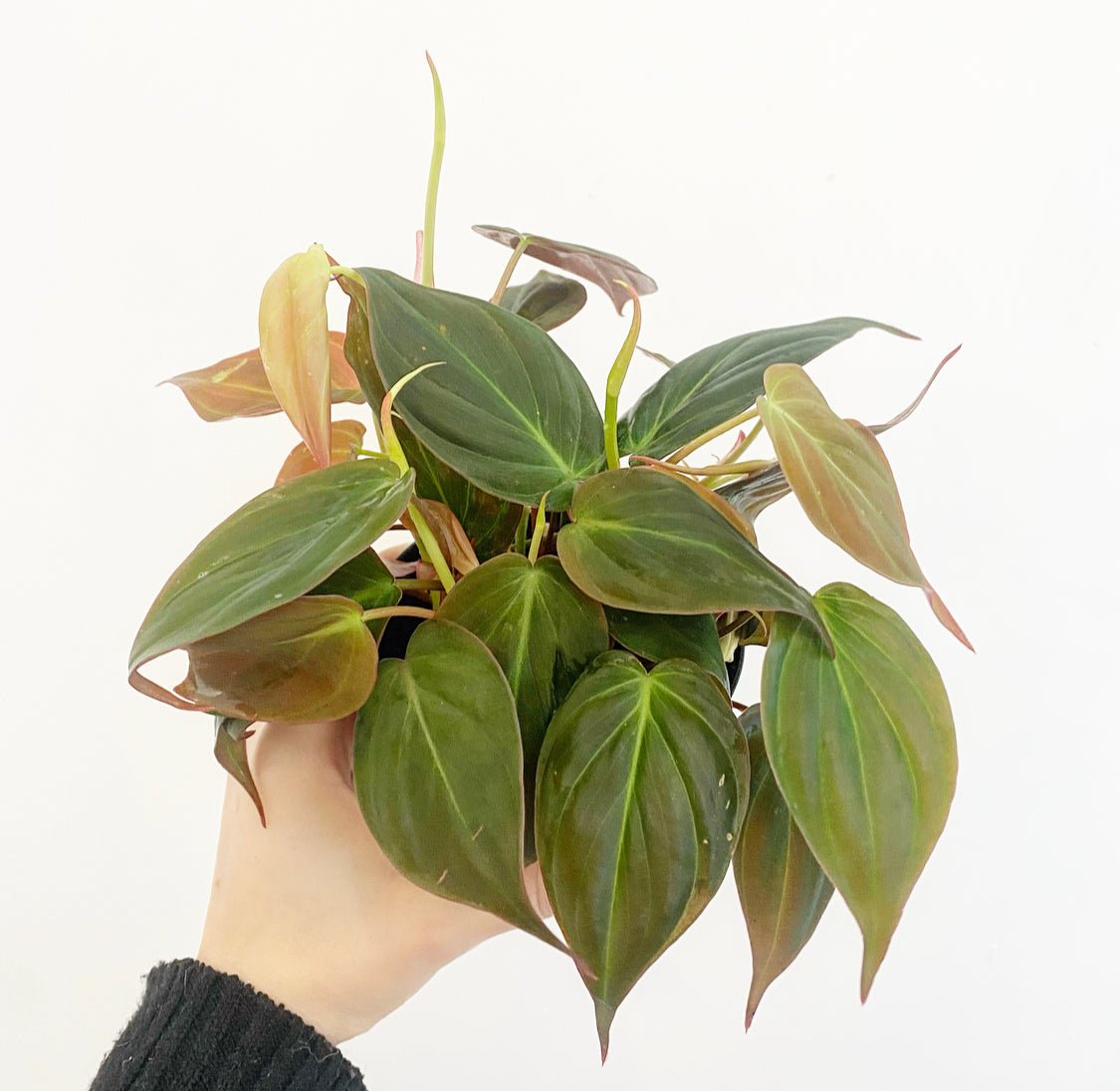 Philodendron 'Micans' - The Plant Lady SF