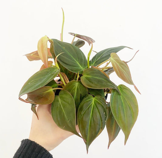Philodendron 'Micans' - The Plant Lady SF