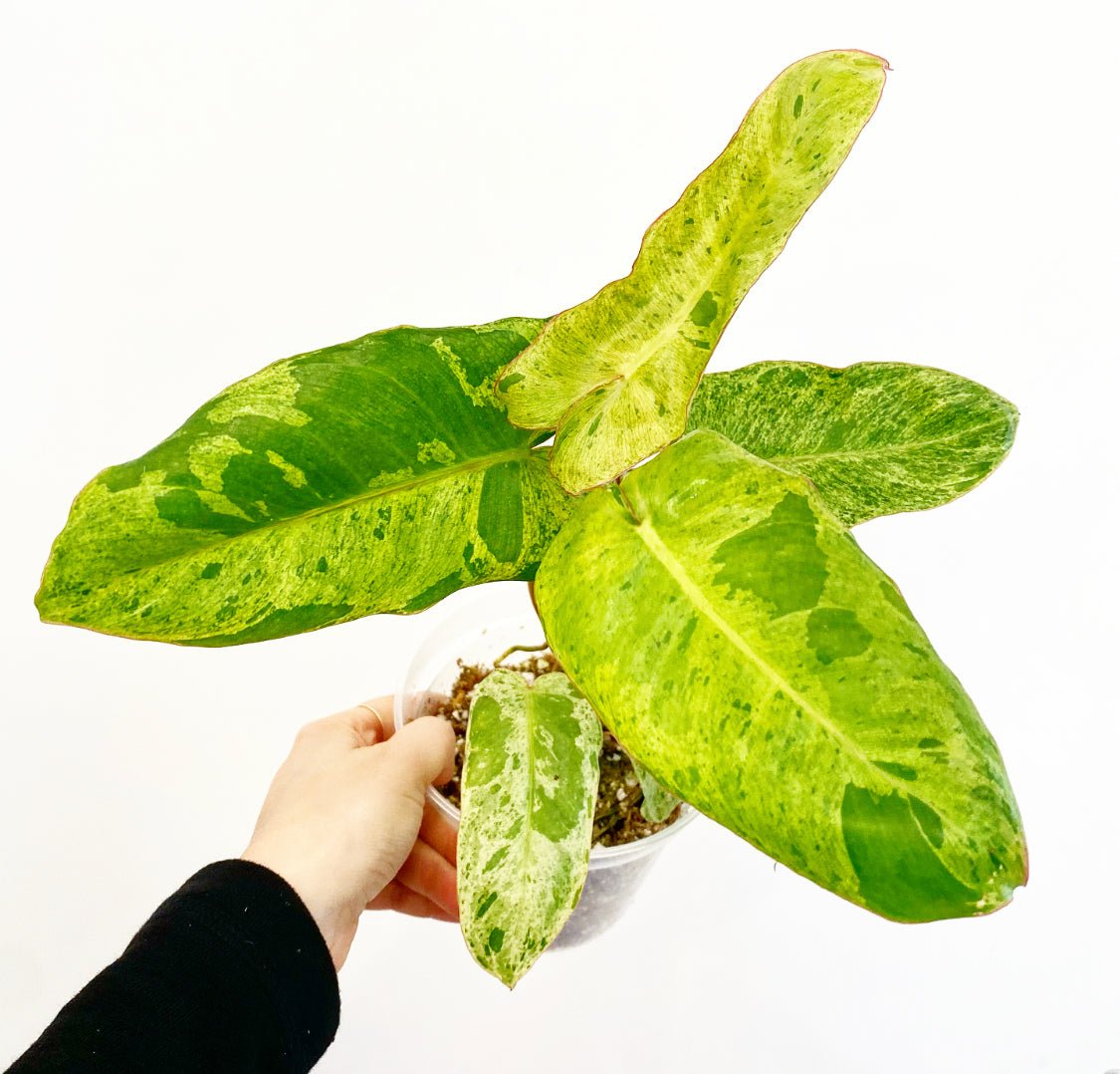 Philodendron 'Paraiso Verde' - The Plant Lady SF