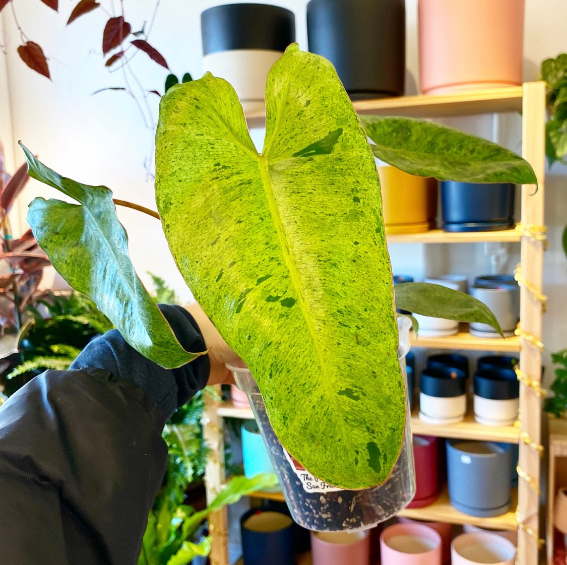 Philodendron 'Paraiso Verde' - The Plant Lady SF