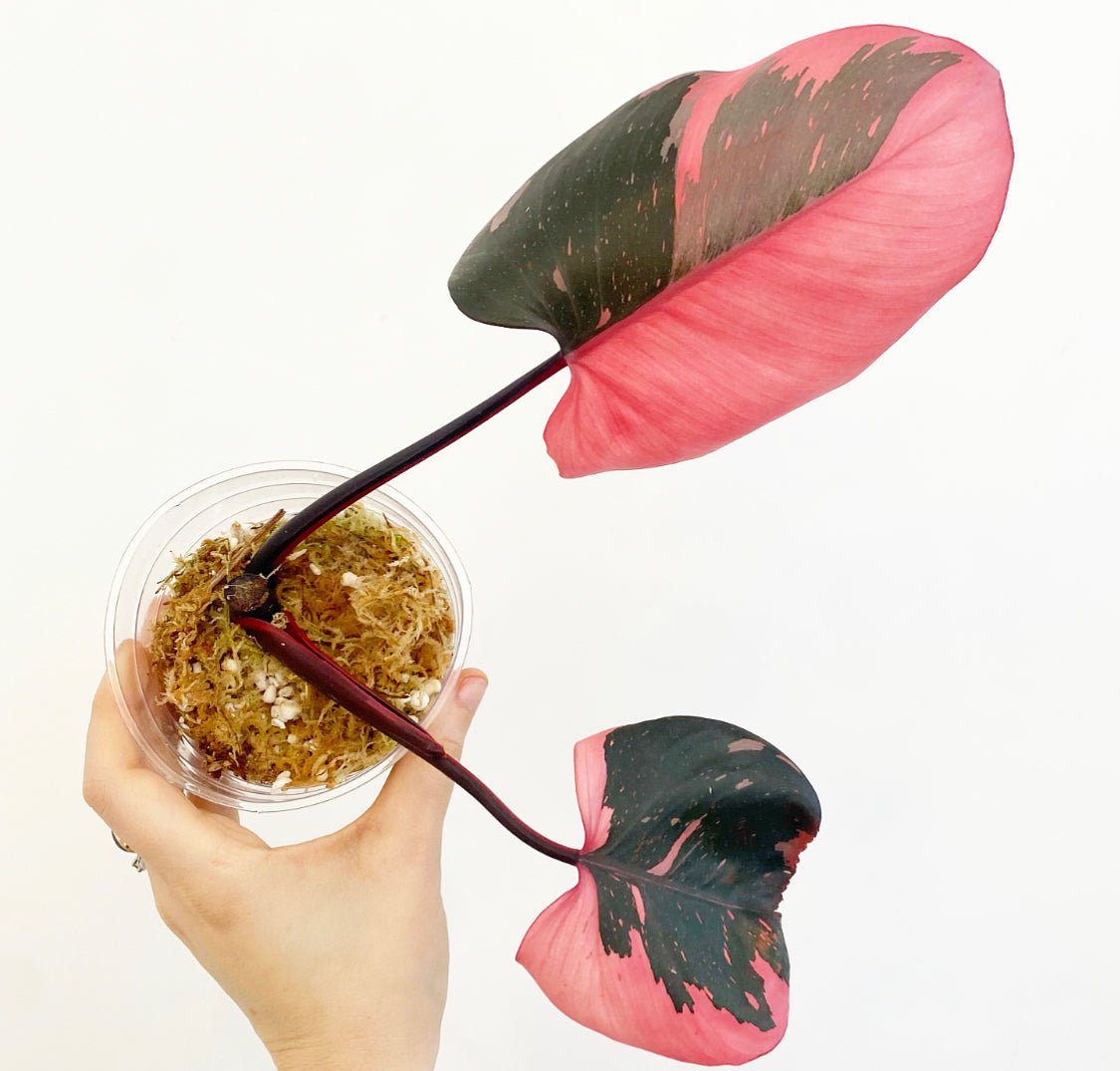 Philodendron 'Pink Princess' - The Plant Lady SF