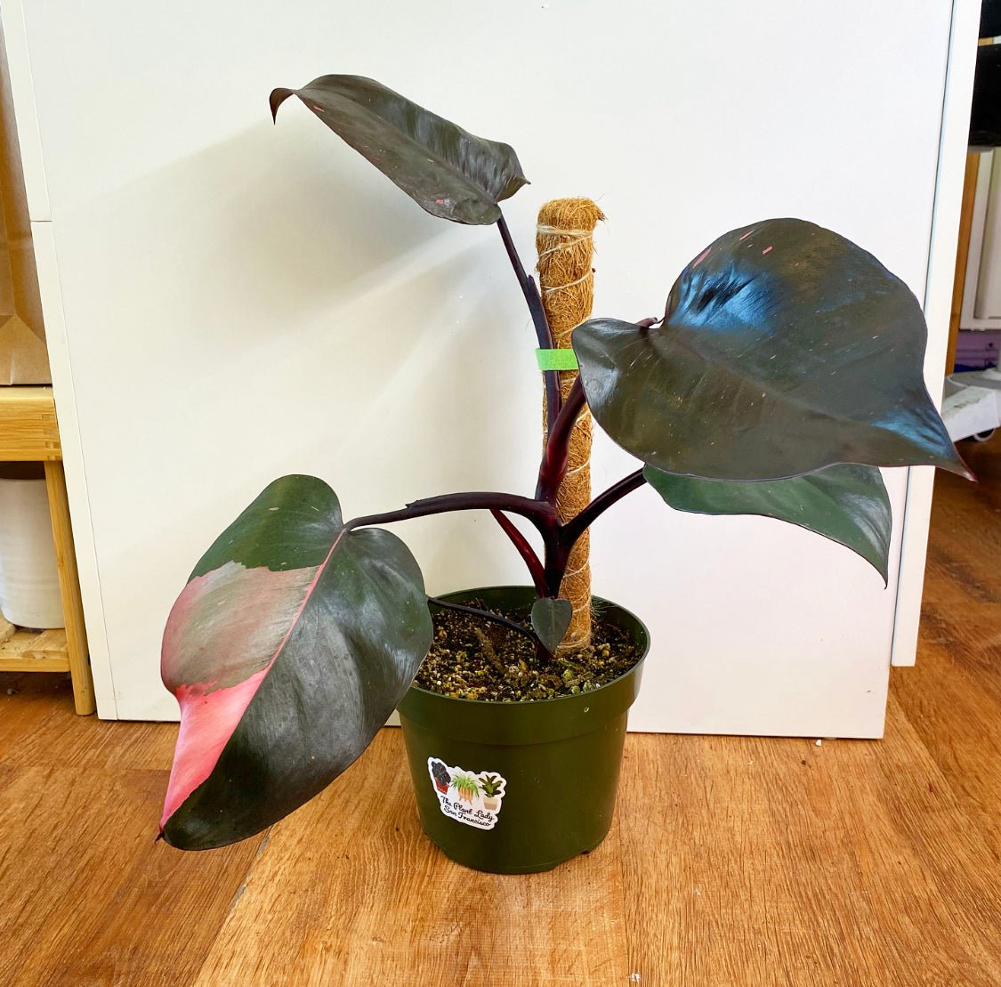 Philodendron 'Pink Princess' – The Plant Lady SF