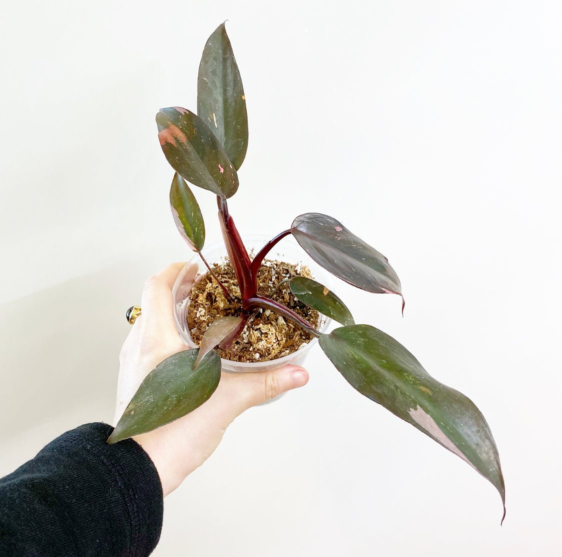 Philodendron 'Pink Princess' - The Plant Lady SF