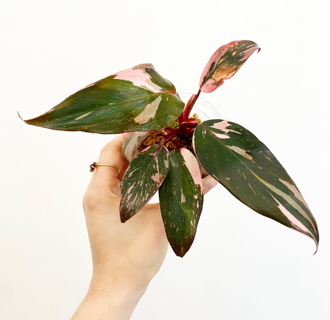 Philodendron Pink Princess “Marble” - The Plant Lady SF