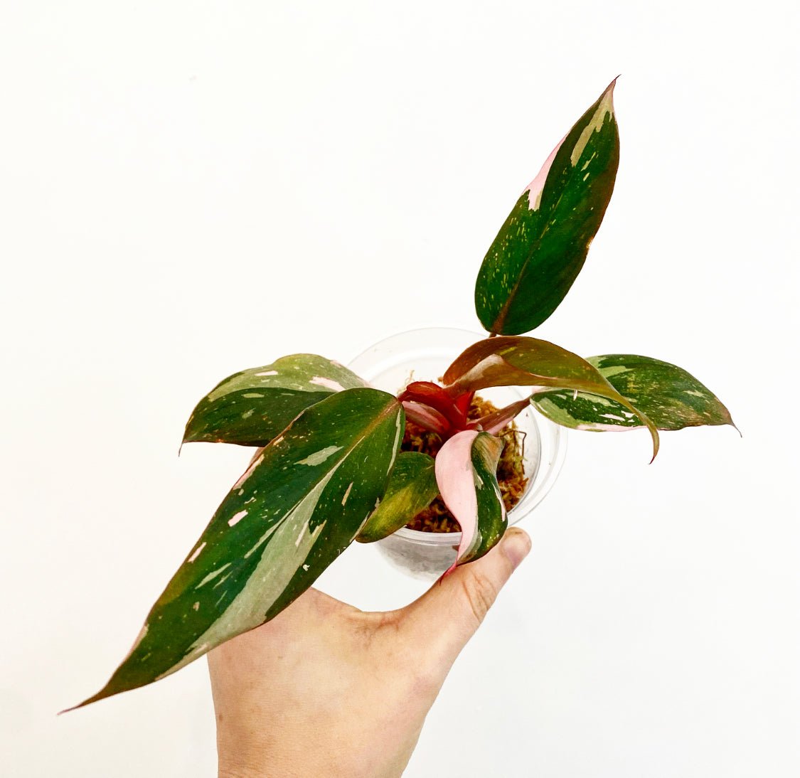 Philodendron Pink Princess “Marble” - The Plant Lady SF