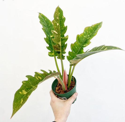 Philodendron 'Ring of Fire' - The Plant Lady SF