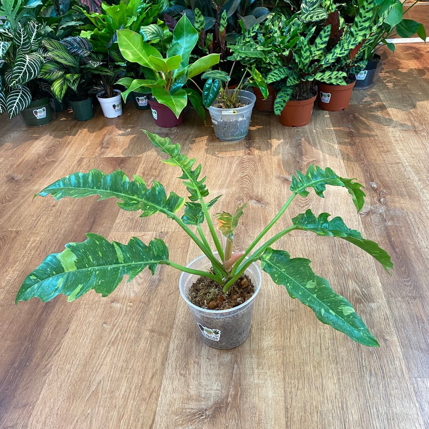 philodendron 'jungle boogie vs ring of fire Philodendron 'Ring of Fire' – The Plant Lady SF