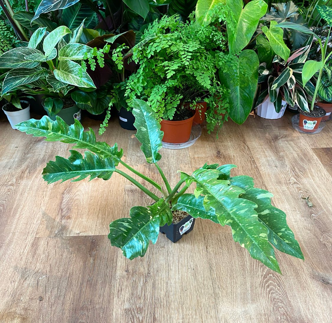 philodendron narrow vs ring of fire Philodendron 'Ring of Fire' – The Plant Lady SF