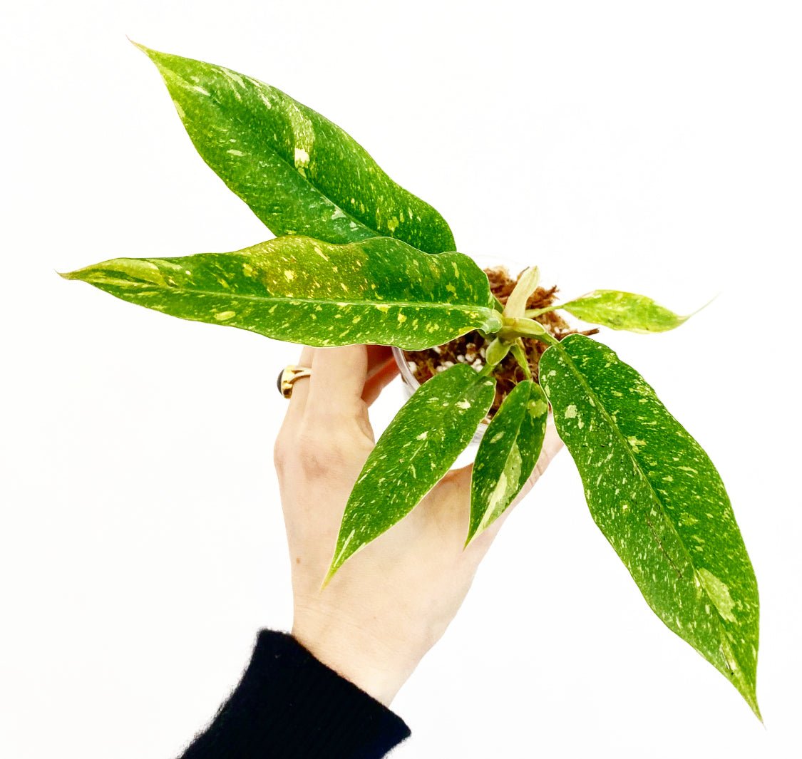 Philodendron 'Ring of Fire' - The Plant Lady SF