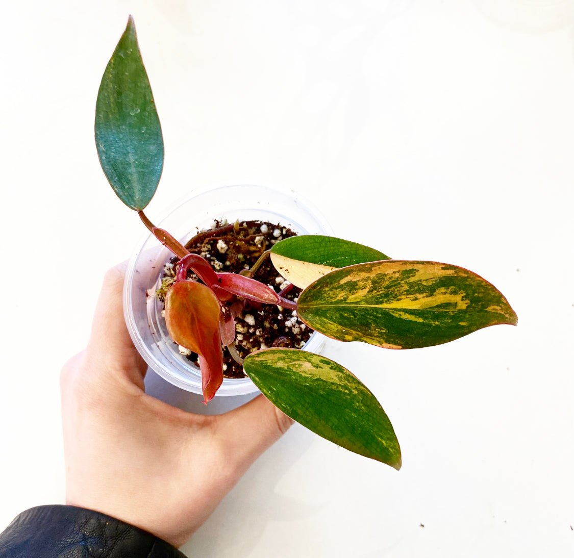 Philodendron 'Strawberry Shake' - The Plant Lady SF