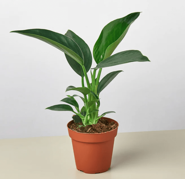 Philodendron 'Thai Congo' AKA ‘Congo Green’ - The Plant Lady SF