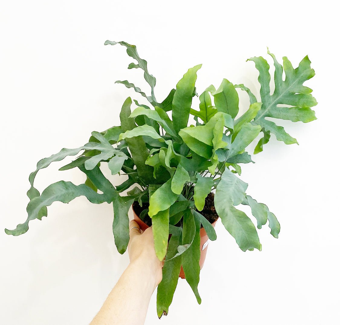 Phlebodium aureum (Blue Star Fern) - The Plant Lady SF