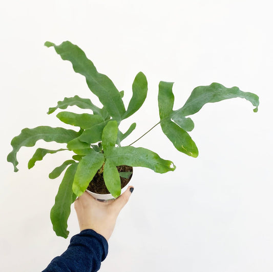 Phlebodium aureum (Blue Star Fern) - The Plant Lady SF