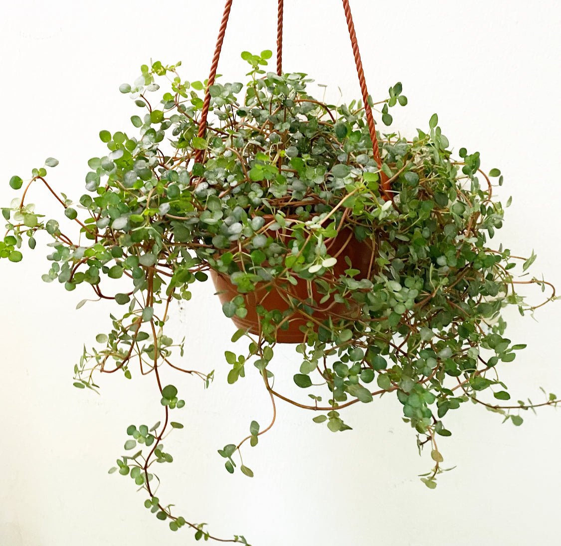 Pilea glauca - The Plant Lady SF