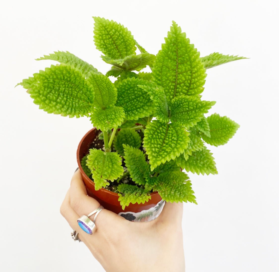 Pilea 'Moon Valley' - The Plant Lady SF
