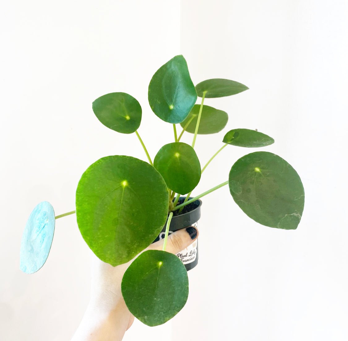 Pilea peperomiodes - The Plant Lady SF